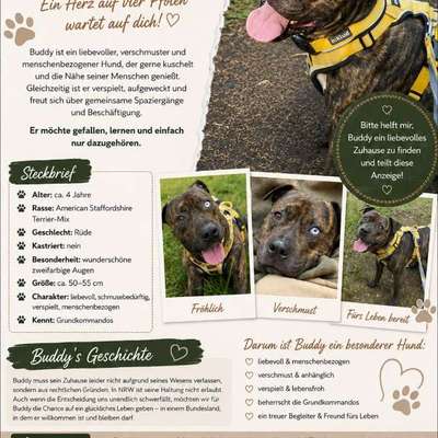 Hundetreffen-Gassirunden in der Nähe von Bächen-Bild