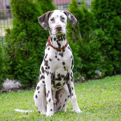 Hundetreffen-Spiel Freund für ein Welpen gesucht-Bild