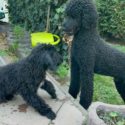 Hundetreffen-SPIELEN, TOBEN, SPAZIEREN-Profilbild