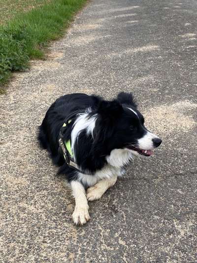 Gibt's hier noch mehr Border Collies???-Beitrag-Bild