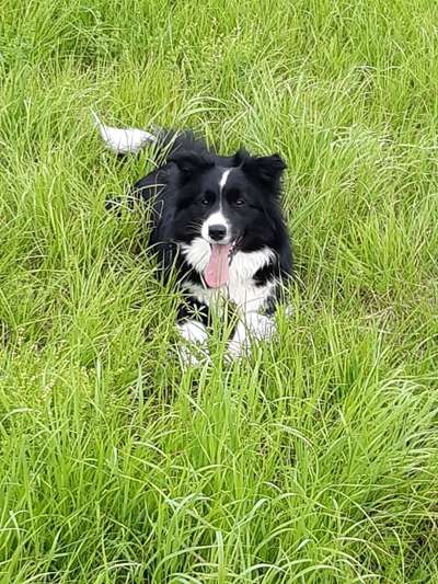 Gibt's hier noch mehr Border Collies???-Beitrag-Bild