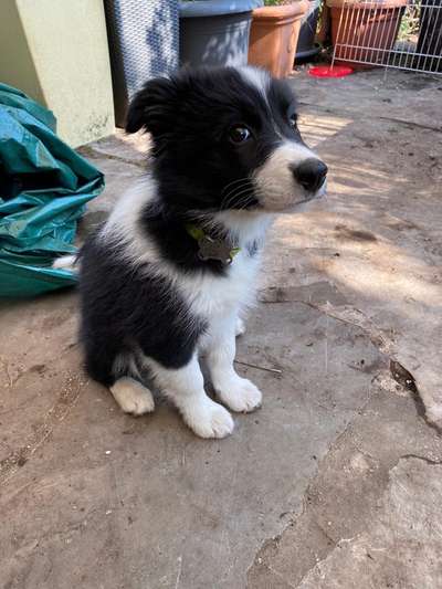 Welpenfotos-Beitrag-Bild