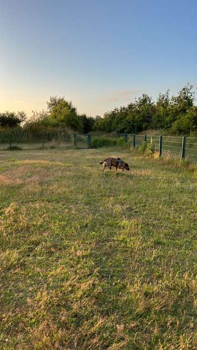 Hundeauslaufgebiet-Am Vierkamp-Bild