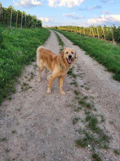 Hundetreffen-Suchen Hundefreunde nach Umzug-Bild