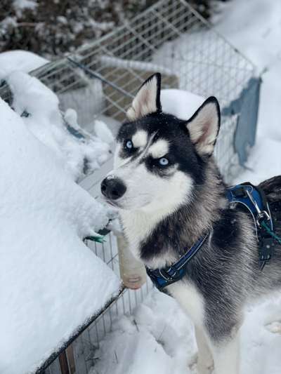 Husky-Beitrag-Bild