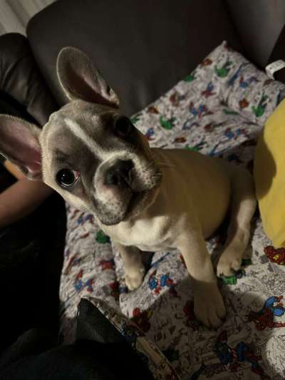 Französische Bulldoggen-Beitrag-Bild