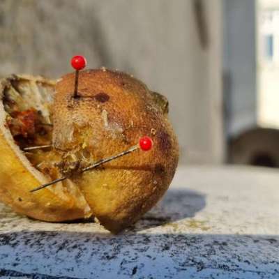 Giftköder-Mit Stecknadeln präparierter Köder-Bild