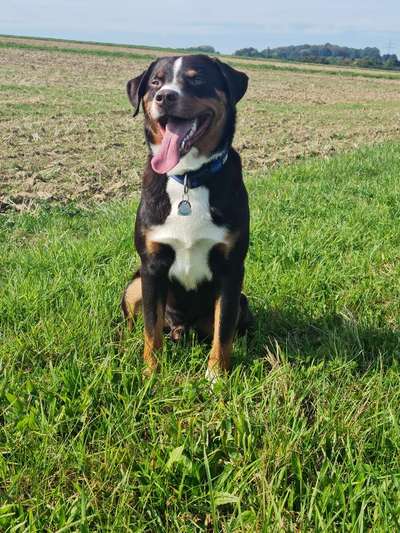 Appenzeller Sennenhunde-Beitrag-Bild