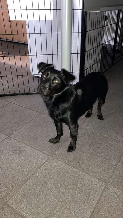 Jack Russel-Beitrag-Bild