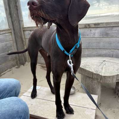 Hundetreffen-Gemeinsame Gassi-Runden und Spielen-Bild