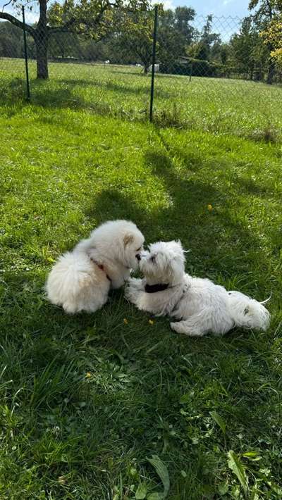 Hundetreffen-Freunde gesucht :-)-Bild