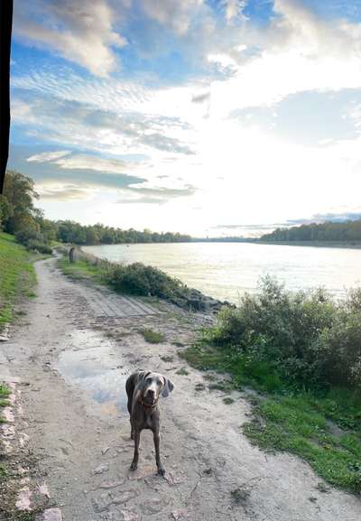 Hundeauslaufgebiet-Waldpark Mannheim-Bild