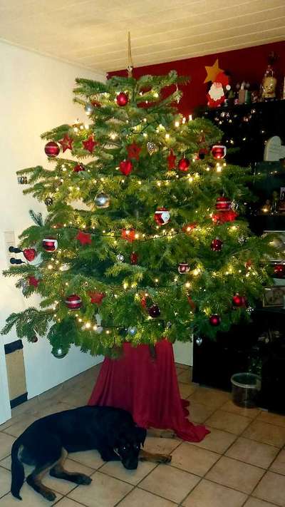 Weihnachten mit Junghund-Beitrag-Bild