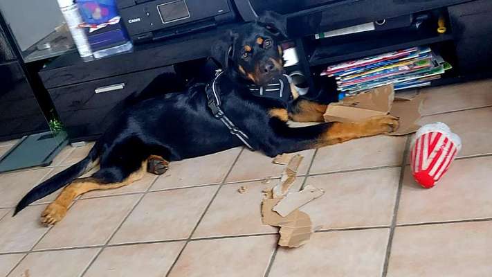 Mein Hund zerpflückt Karton - ist das normal?-Beitrag-Bild