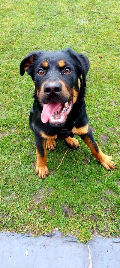 Zeichnungen eurer Hunde-Beitrag-Bild