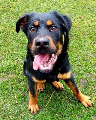 Zeigt her eure Junghunde :)-Beitrag-Bild