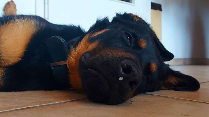 Zeigt mir die tollste Nahaufnahme von eurer Fellnase-Beitrag-Bild