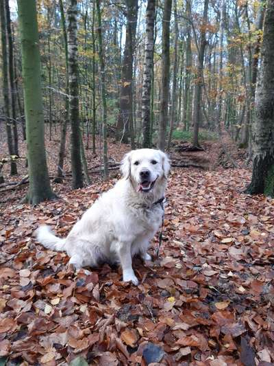 Wo sind die Golden Retriever Liebhaber?-Beitrag-Bild