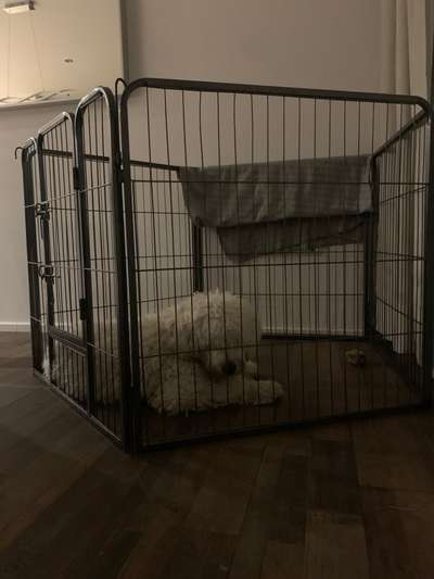 Hundebox für ausgewachsene Hunde-Beitrag-Bild