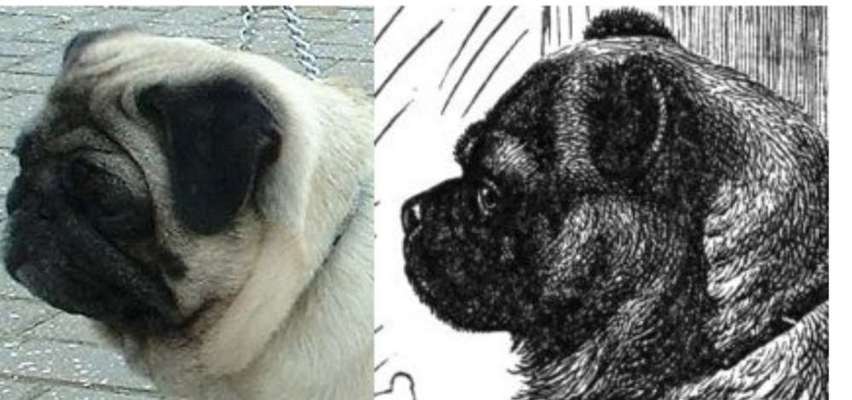 Brachycephale Hunderassen-Beitrag-Bild