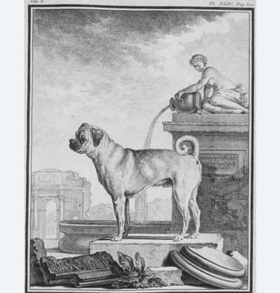 Brachycephale Hunderassen-Beitrag-Bild