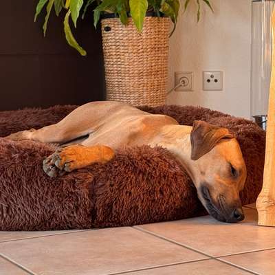 Hundetreffen-Spieltreff und Spaziergang mit Ridgeback Hündin-Bild