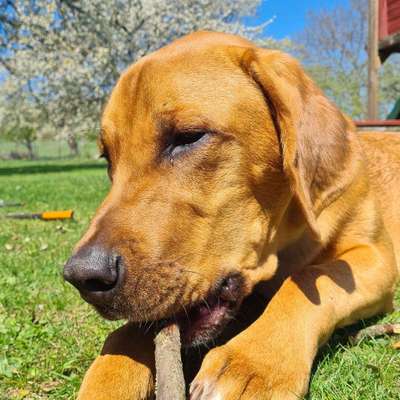 Hundetreffen-Treffen junghunde große rassen-Bild
