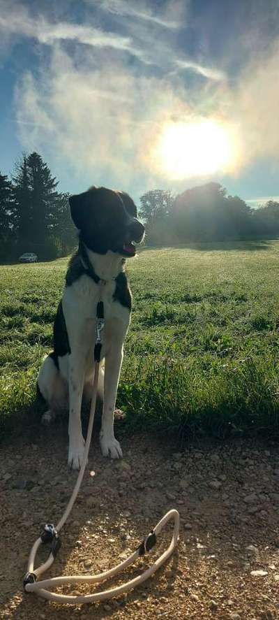 Hundetreffen-Gassi mit Spiel und Training-Bild