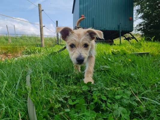 Hundetreffen-Wellpentreffen-Bild