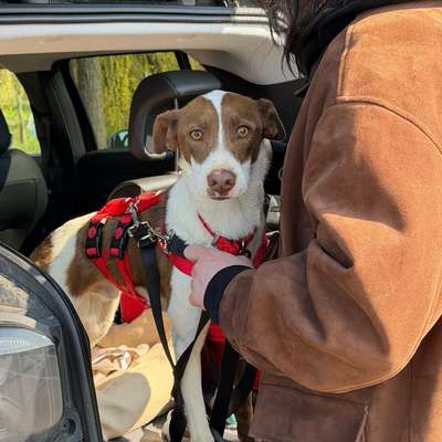 Hundetreffen-Social Walk :)-Bild