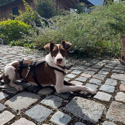 Hundetreffen-Social Walk-Bild