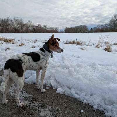Ratonero Bodeguero Andaluz-Beitrag-Bild