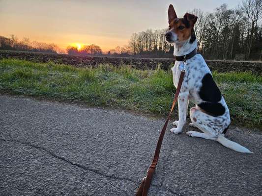 Ratonero Bodeguero Andaluz-Beitrag-Bild