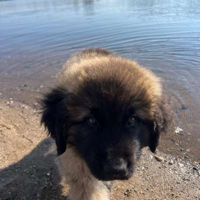 Hundetreffen-Welpentreffen Duisburg ! biegerpark