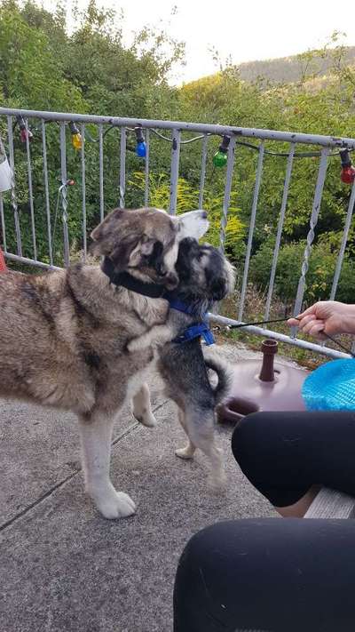 Fotosammlung: ,,Der natürliche Hund" Unbearbeitet, ungestellt und in Natura-Beitrag-Bild