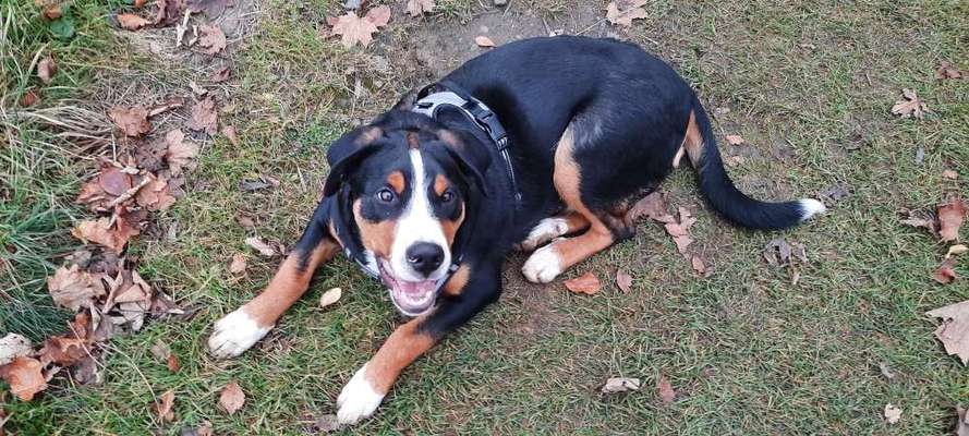 Weitere Große Schweizer Sennenhunde (oder andere große Rassen) hier?-Beitrag-Bild