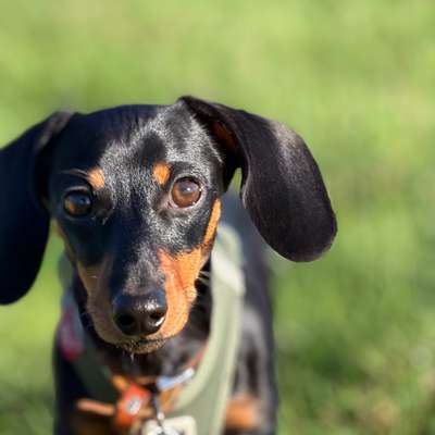 Hundetreffen-Kleinhunde Achim und umzu-Bild