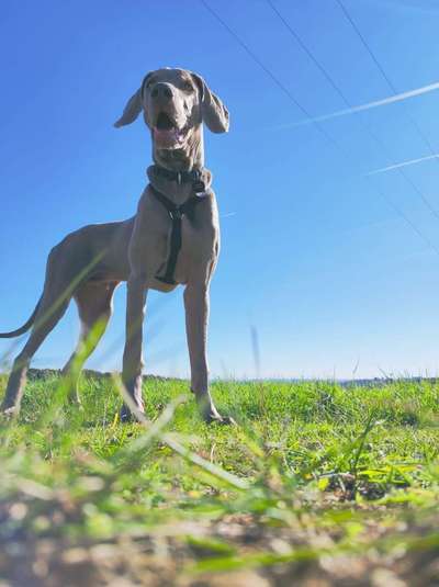 Weimaraner-Beitrag-Bild