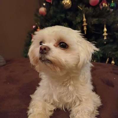 Hundetreffen-Hundefreund/in gesucht ♡-Bild