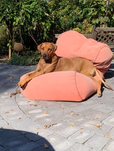 Rhodesian Ridgeback-Beitrag-Bild