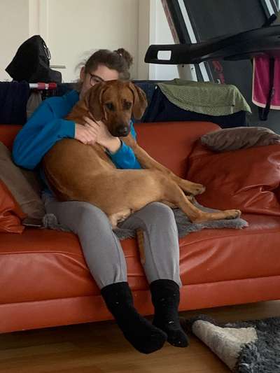 Rhodesian Ridgeback-Beitrag-Bild