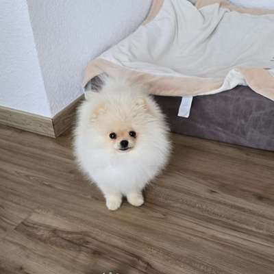 Hundetreffen-Kleiner Pomeranian sucht Freund zum Spielen und Gassi gehen-Bild