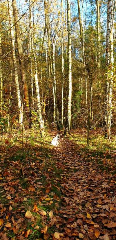 Hundeauslaufgebiet-Wald und Wiesen-Bild