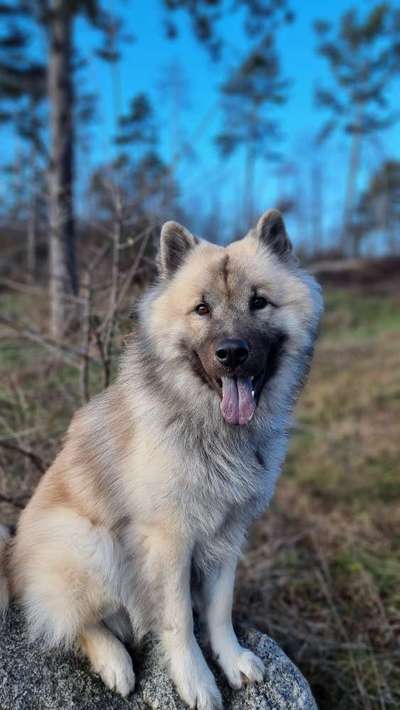 Dogorama Photo Challenge - Portrait-Beitrag-Bild