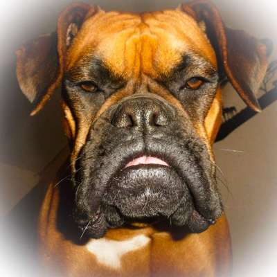 Foto's und Hundemodels-Beitrag-Bild