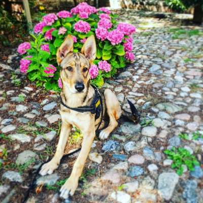 Wo sind die Golden Retriever Liebhaber?-Beitrag-Bild