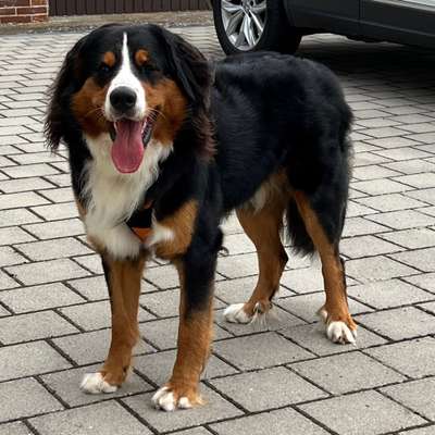 Hundetreffen-Spieletreff an Wochenende in Vilseck-Bild