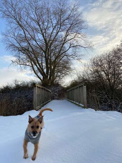 Schneenasen-Beitrag-Bild