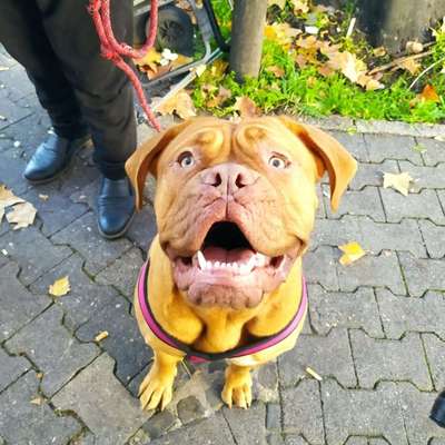 Hundetreffen-Spielkameraden für junge Bordeaux Dogge in 60388 gesucht-Bild