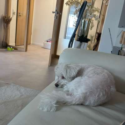 Hundetreffen-Buly Treffen